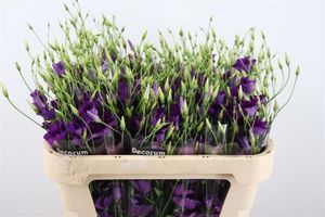 LISIANTHUS BOTANIC BLUE 75